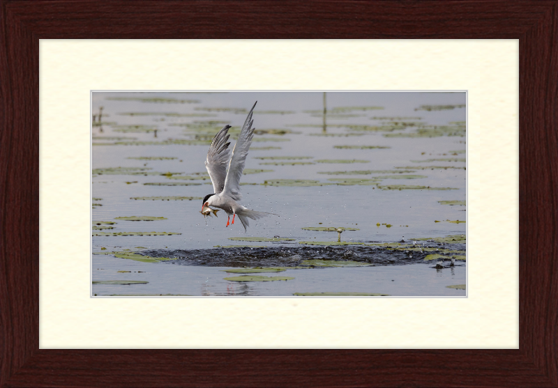 A Common Tern Fishing in the Federseeried Bird Sanctuary - Great Pictures Framed