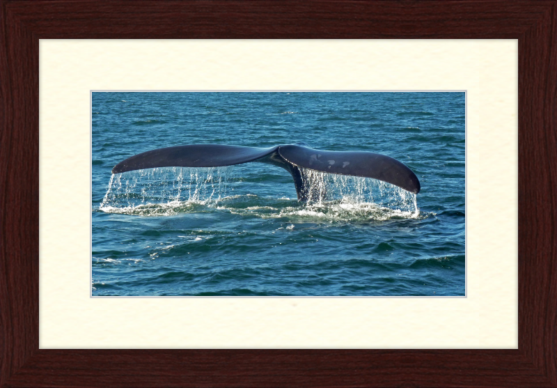Southern Right Whale Caudal Fin - Great Pictures Framed