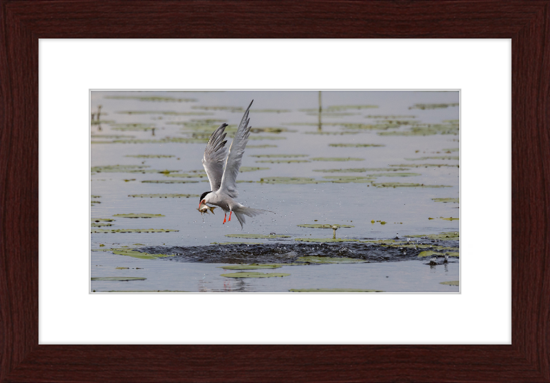 A Common Tern Fishing in the Federseeried Bird Sanctuary - Great Pictures Framed