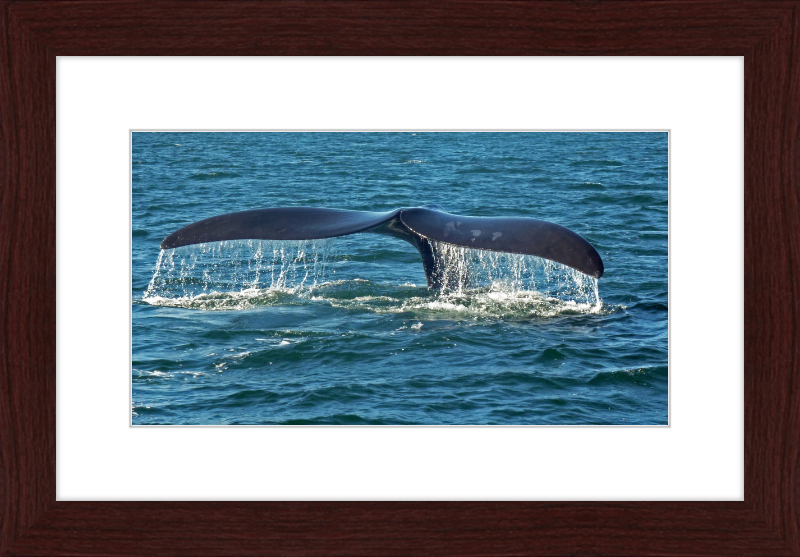 Southern Right Whale Caudal Fin - Great Pictures Framed
