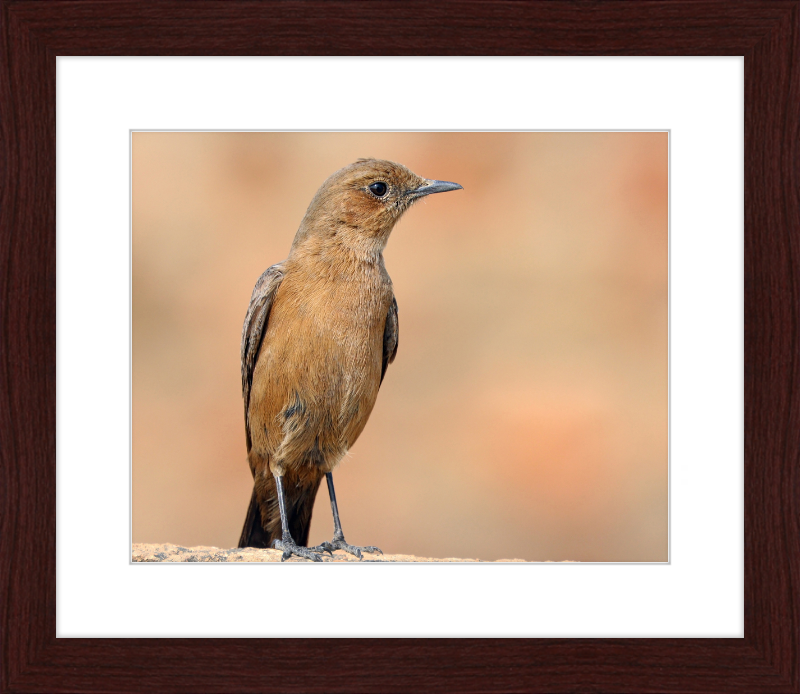 The Brown Rock Chat (Oenanthe fusca) - Great Pictures Framed
