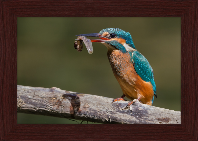 Kingfisher Eating a Tadpole - Great Pictures Framed