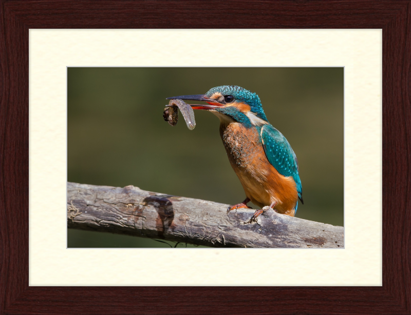 Kingfisher Eating a Tadpole - Great Pictures Framed