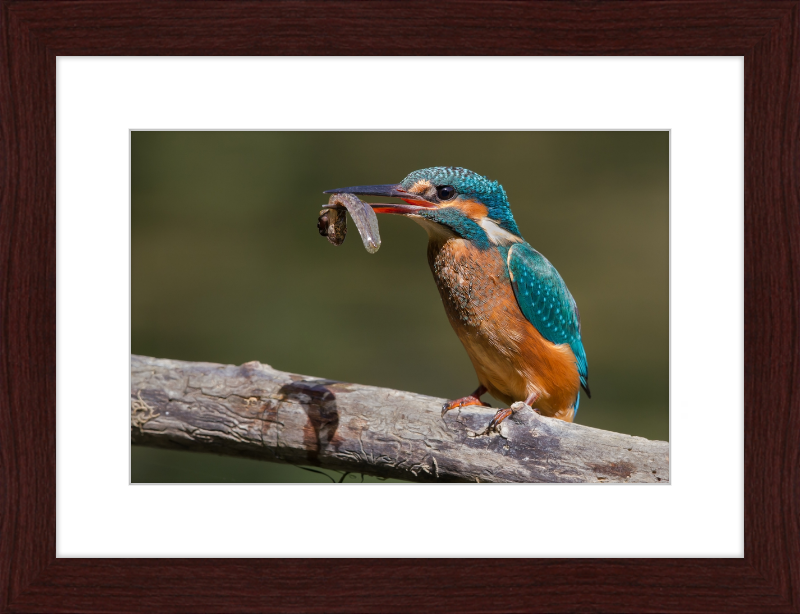 Kingfisher Eating a Tadpole - Great Pictures Framed