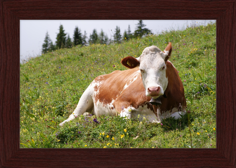A Fleckvieh Cow in the Swiss Alps - Great Pictures Framed