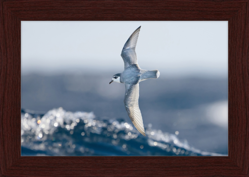 Halobaena Caerulea in Flight - SE Tasmania - Great Pictures Framed