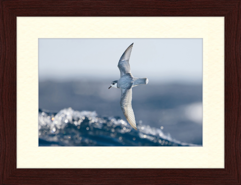 Halobaena Caerulea in Flight - SE Tasmania - Great Pictures Framed