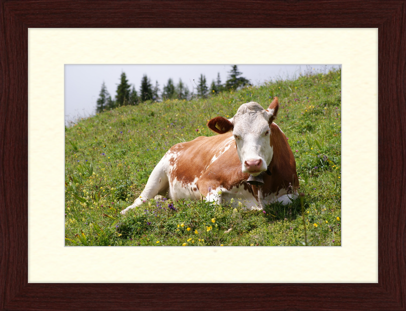 A Fleckvieh Cow in the Swiss Alps - Great Pictures Framed