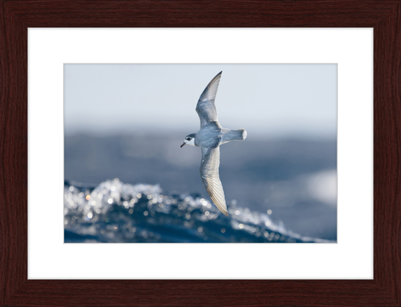 Halobaena Caerulea in Flight - SE Tasmania - Great Pictures Framed