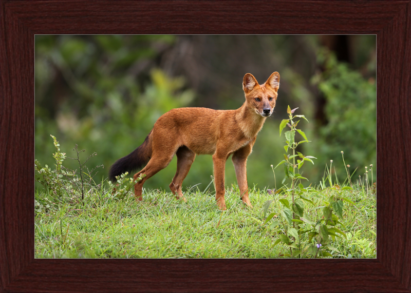 Asiatic Wild Dog - Great Pictures Framed