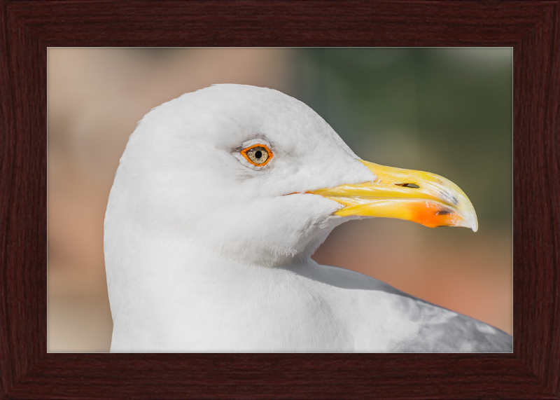Larus Michahellis in Farnese Gardens - Great Pictures Framed