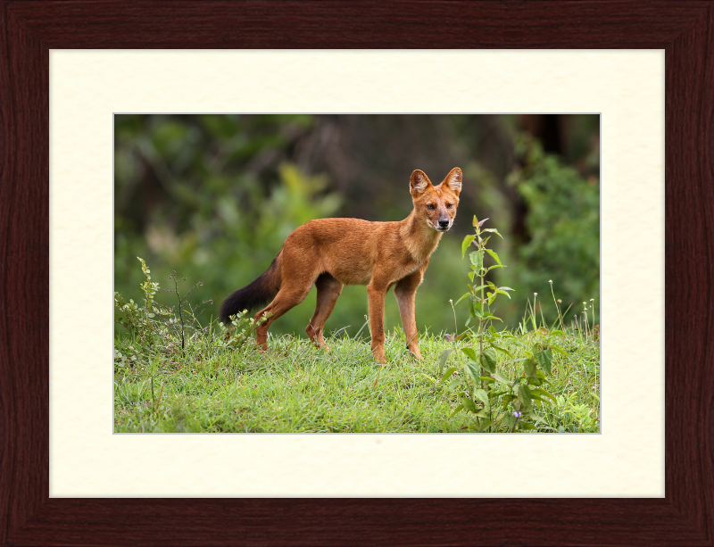 Asiatic Wild Dog - Great Pictures Framed