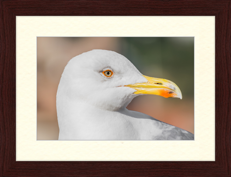 Larus Michahellis in Farnese Gardens - Great Pictures Framed