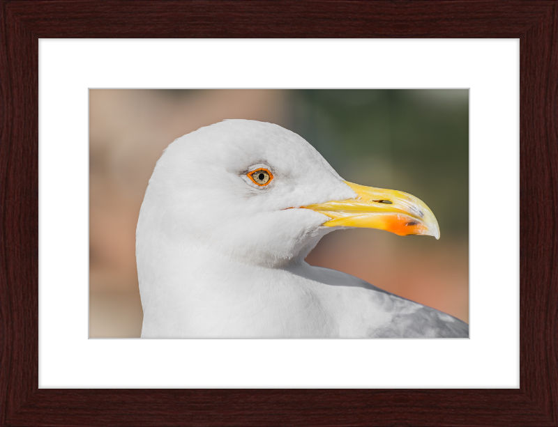 Larus Michahellis in Farnese Gardens - Great Pictures Framed
