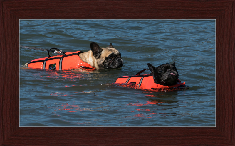 Two French Bulldogs Swimming in Life Jackets - Great Pictures Framed