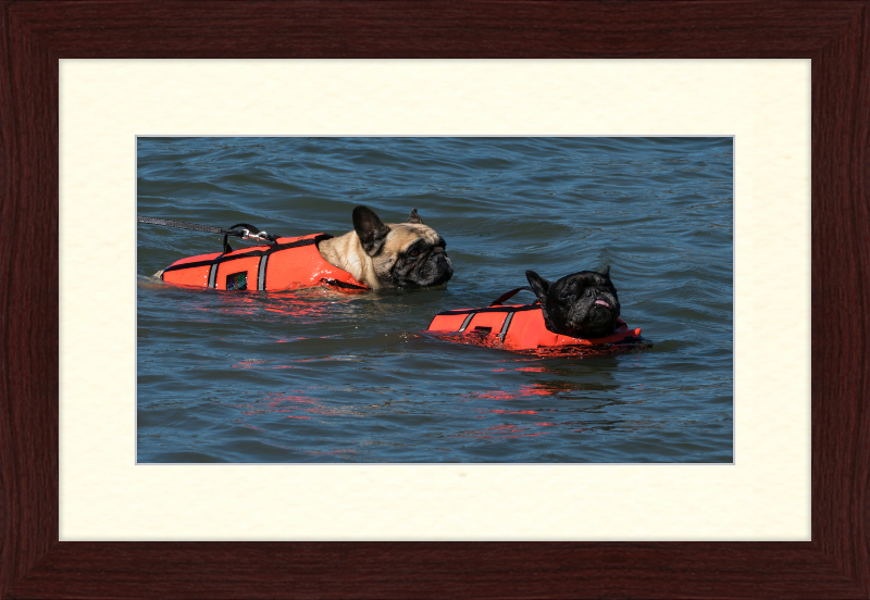 Two French Bulldogs Swimming in Life Jackets - Great Pictures Framed
