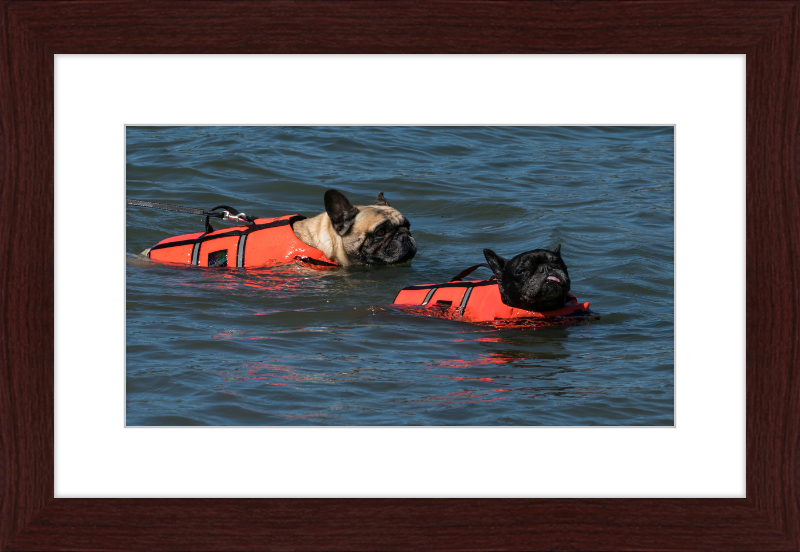 Two French Bulldogs Swimming in Life Jackets - Great Pictures Framed
