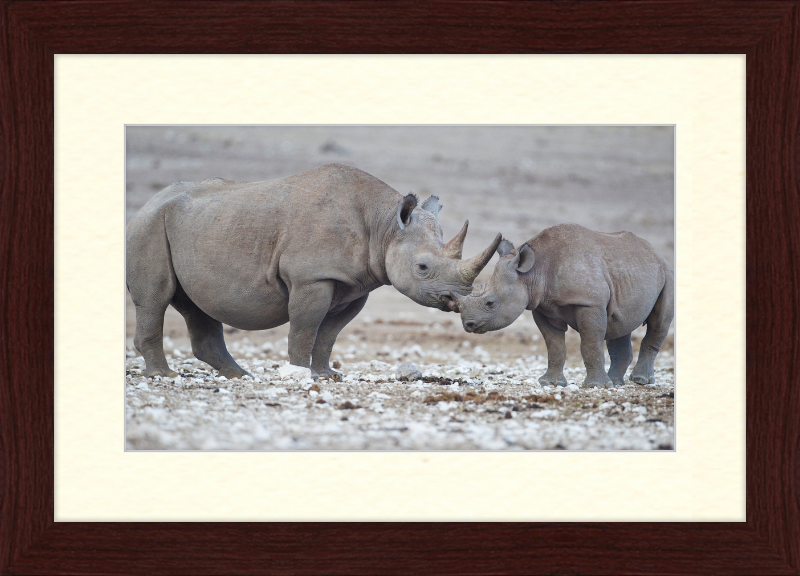 Two Rhinos - Great Pictures Framed