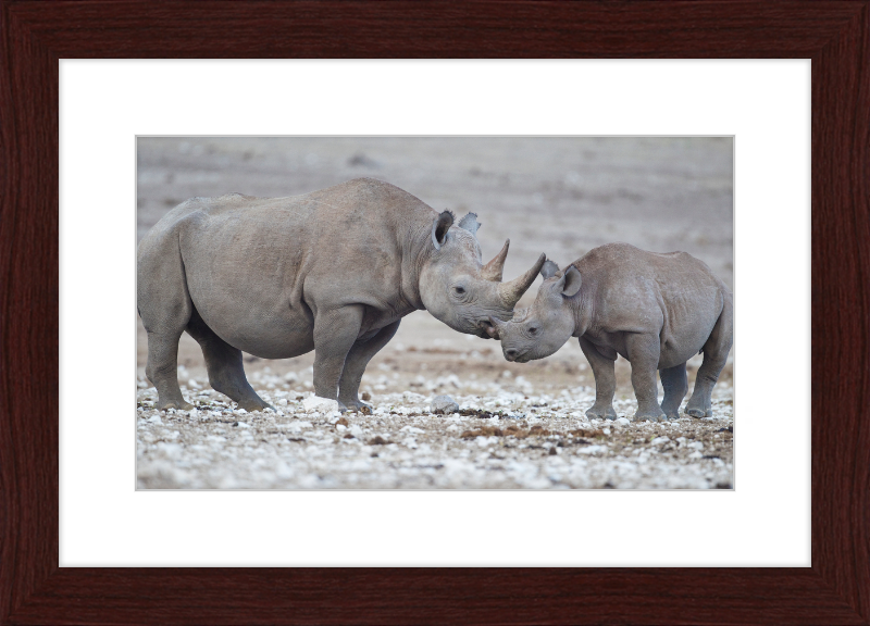 Two Rhinos - Great Pictures Framed