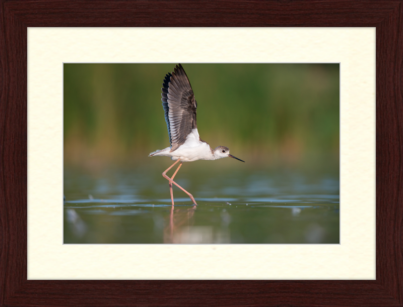 A Young Long-Legged Wader in the Danube Delta - Great Pictures Framed