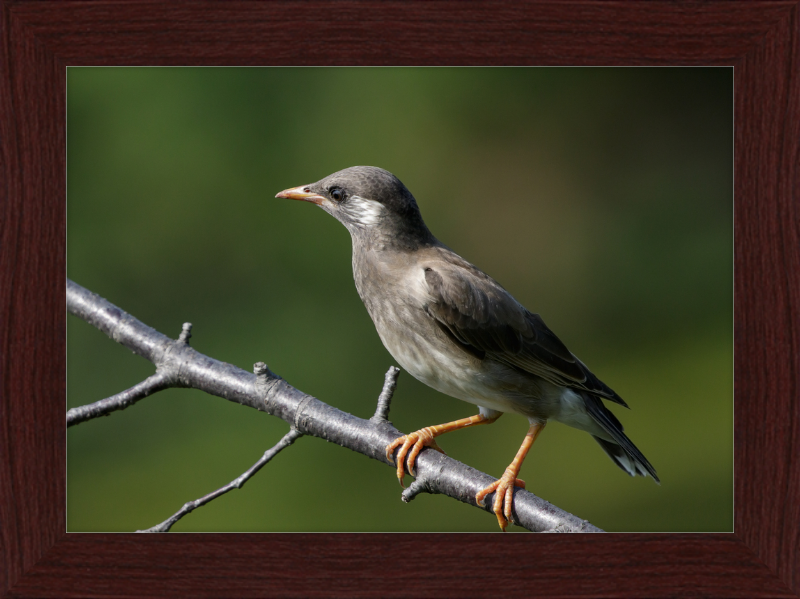 White-cheeked Starling at Tennoji Park in Osaka - Great Pictures Framed
