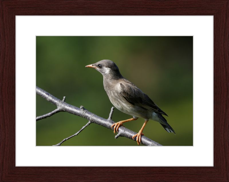White-cheeked Starling at Tennoji Park in Osaka - Great Pictures Framed