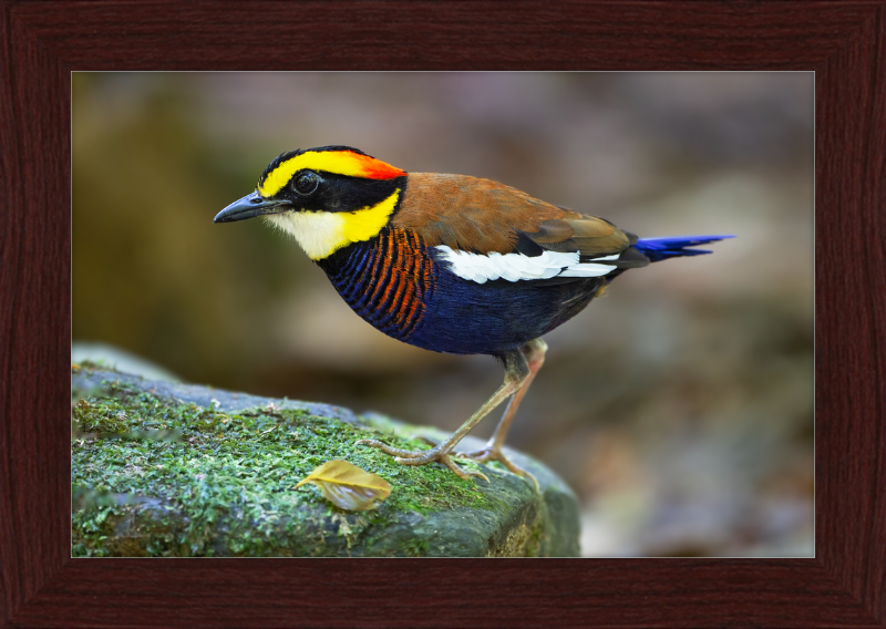 Hydrornis Irena - Sri Phang Nga - Great Pictures Framed