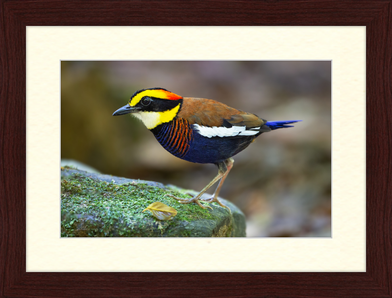 Hydrornis Irena - Sri Phang Nga - Great Pictures Framed