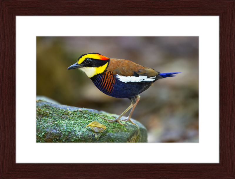 Hydrornis Irena - Sri Phang Nga - Great Pictures Framed