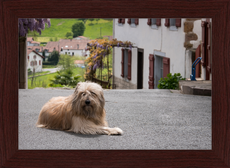 Sara - A Sheepdog - Great Pictures Framed