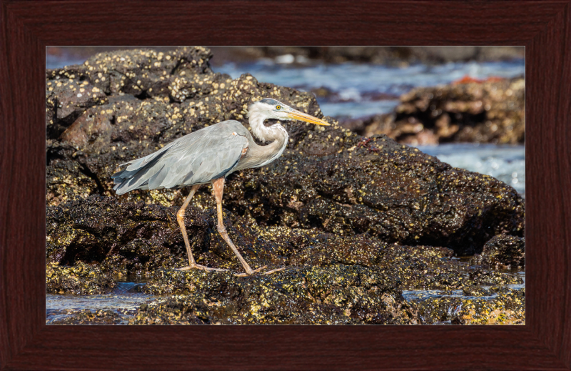 Great Blue Heron (Ardea herodias) - Great Pictures Framed