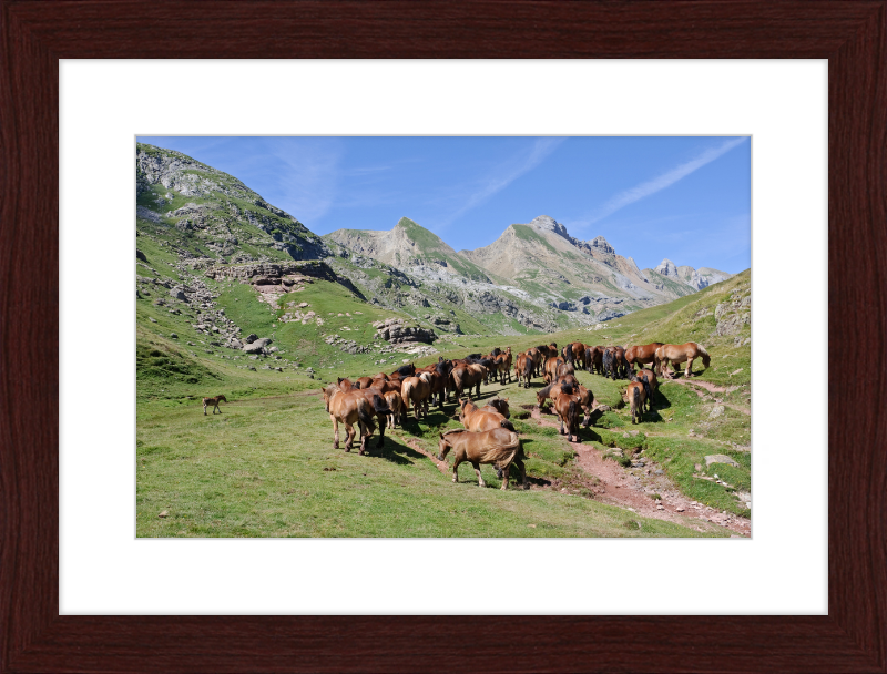 Free-Roaming Horses in the Pyrenees - Great Pictures Framed