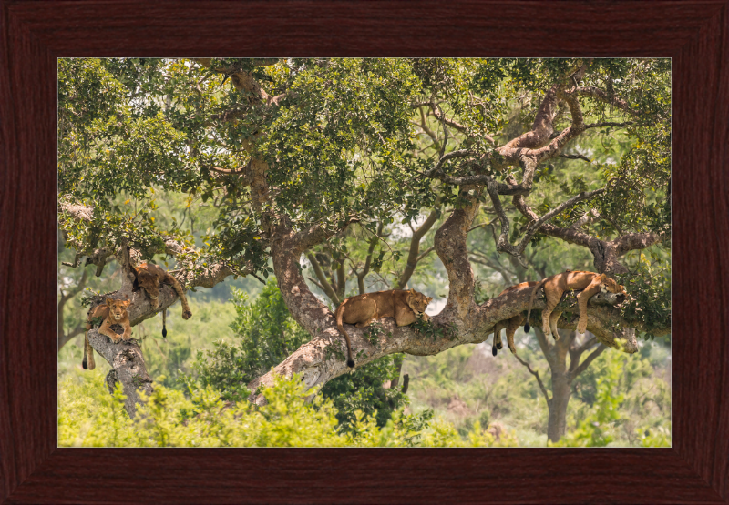 Tree-climbing Lions - Great Pictures Framed