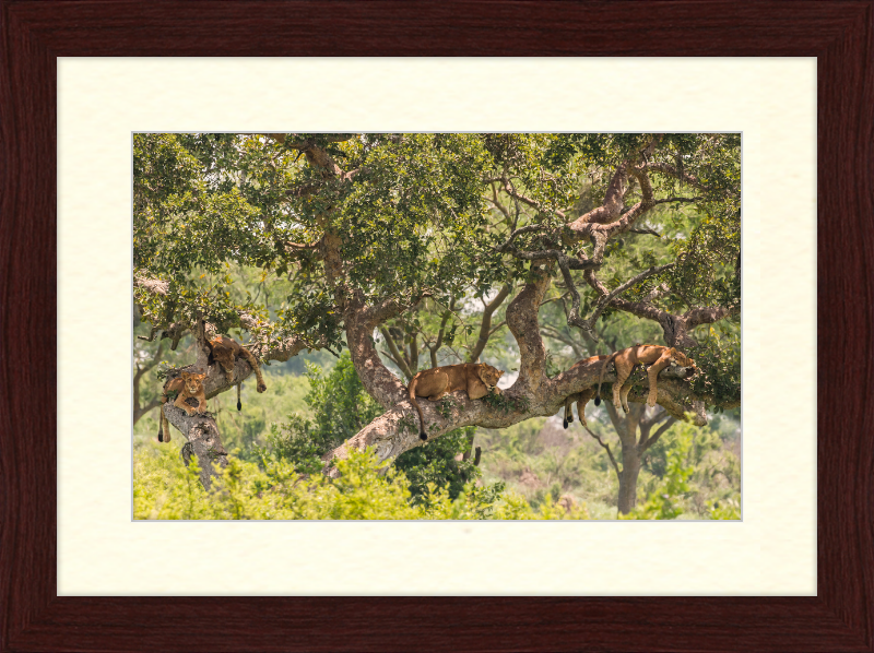 Tree-climbing Lions - Great Pictures Framed