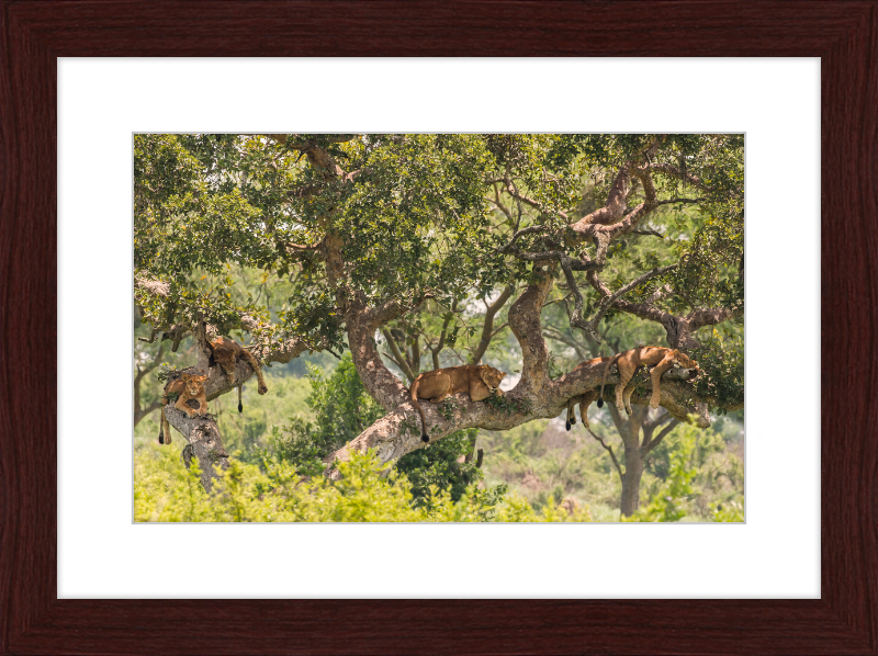 Tree-climbing Lions - Great Pictures Framed