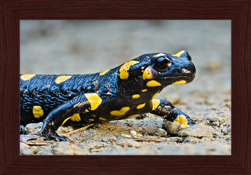 Fire salamander - Great Pictures Framed