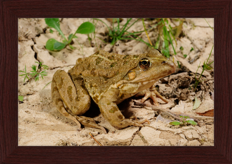 Grafscher Hybridfrosch - Great Pictures Framed