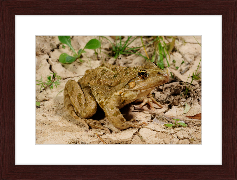 Grafscher Hybridfrosch - Great Pictures Framed