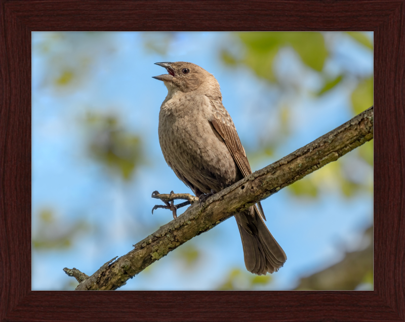 Female Brown-headed Cowbird - Great Pictures Framed