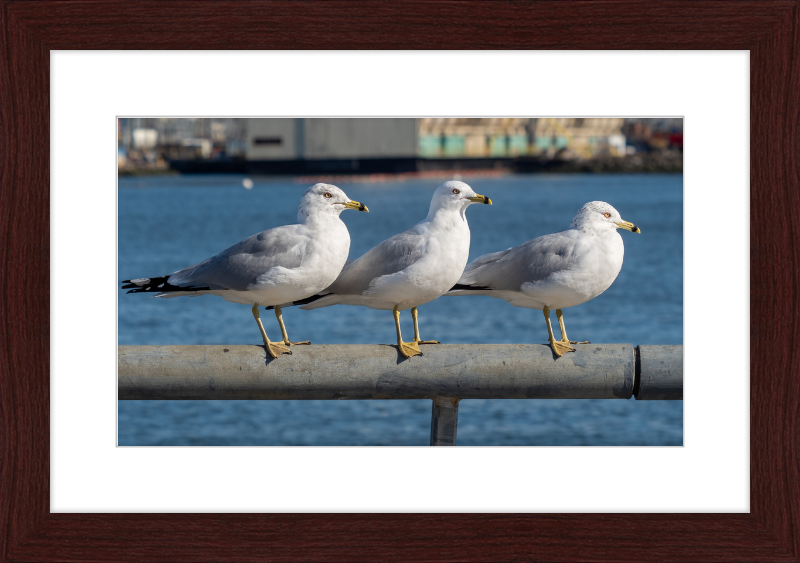 Ring-billed Gulls in Red Hook - Great Pictures Framed
