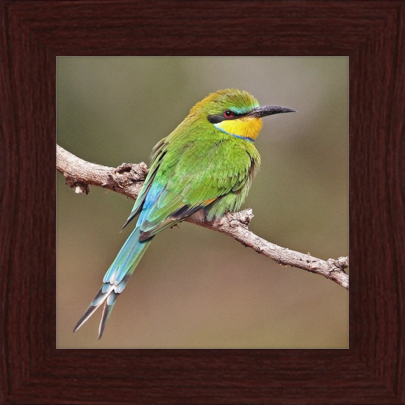 Swallow-tailed Bee-eater - Great Pictures Framed