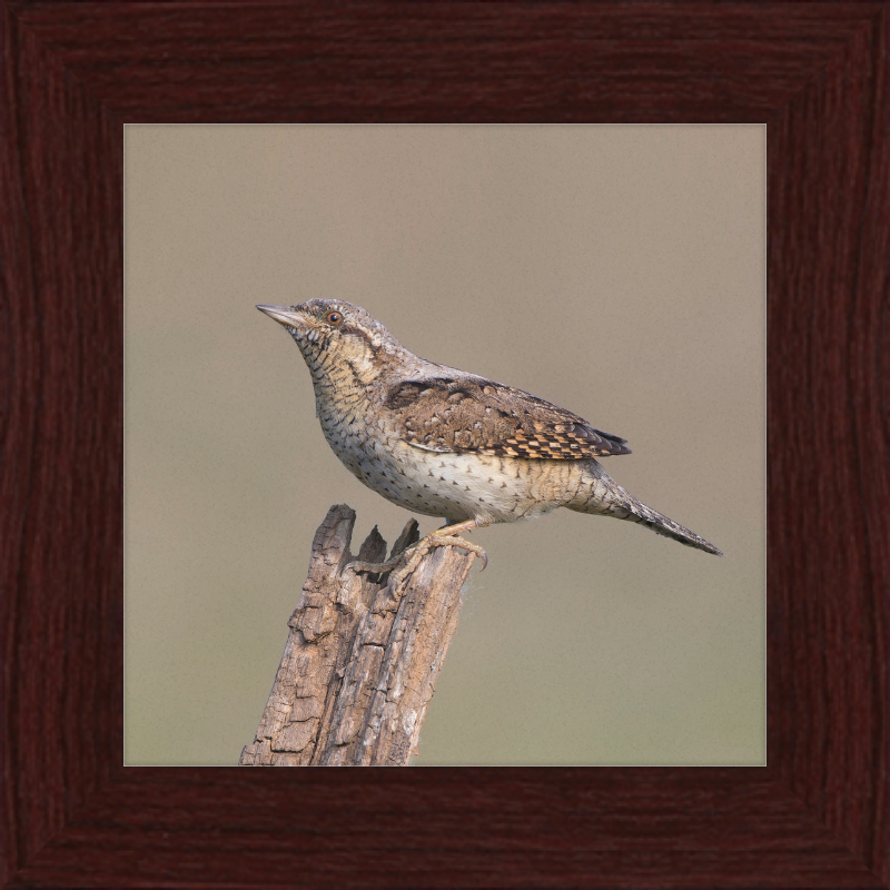 Wryneck - Great Pictures Framed