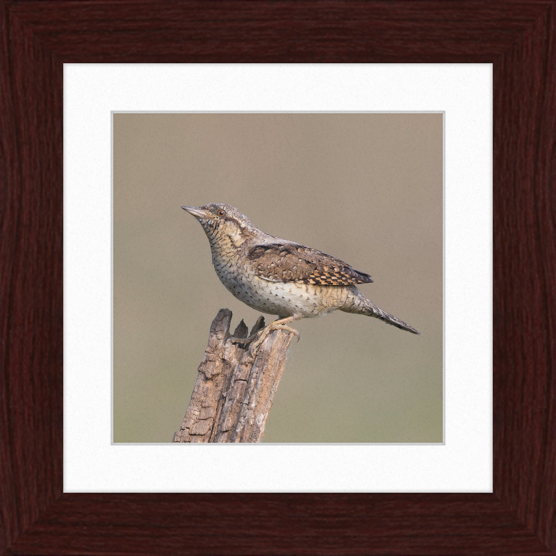 Wryneck - Great Pictures Framed