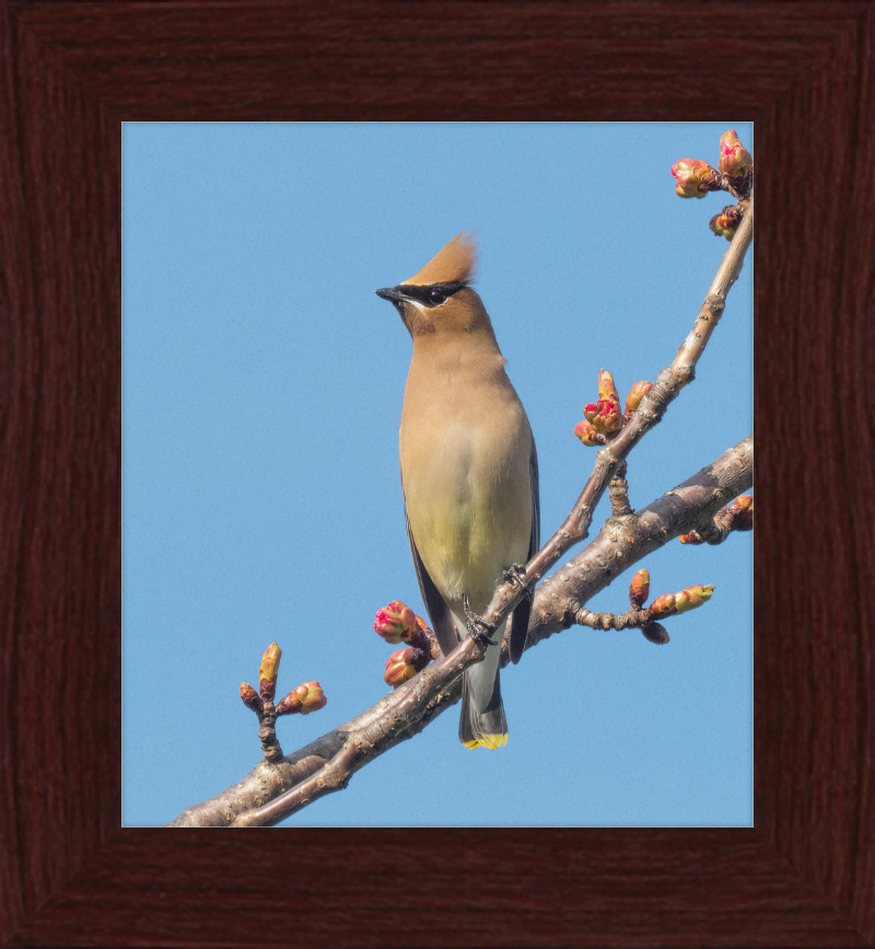 Cedar Waxwing in Green-Wood Cemetary - Great Pictures Framed