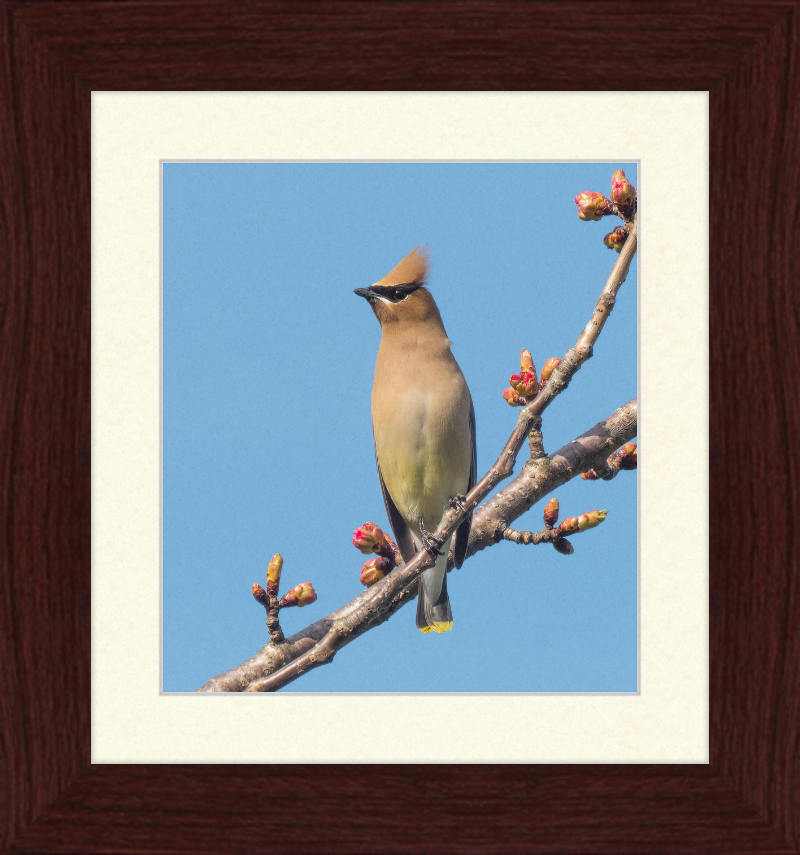 Cedar Waxwing in Green-Wood Cemetary - Great Pictures Framed