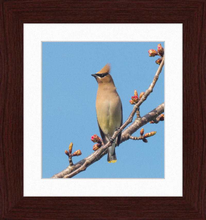 Cedar Waxwing in Green-Wood Cemetary - Great Pictures Framed