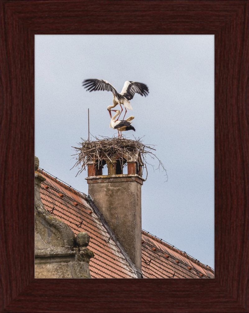 Schlüsselau Störche Nest - Great Pictures Framed