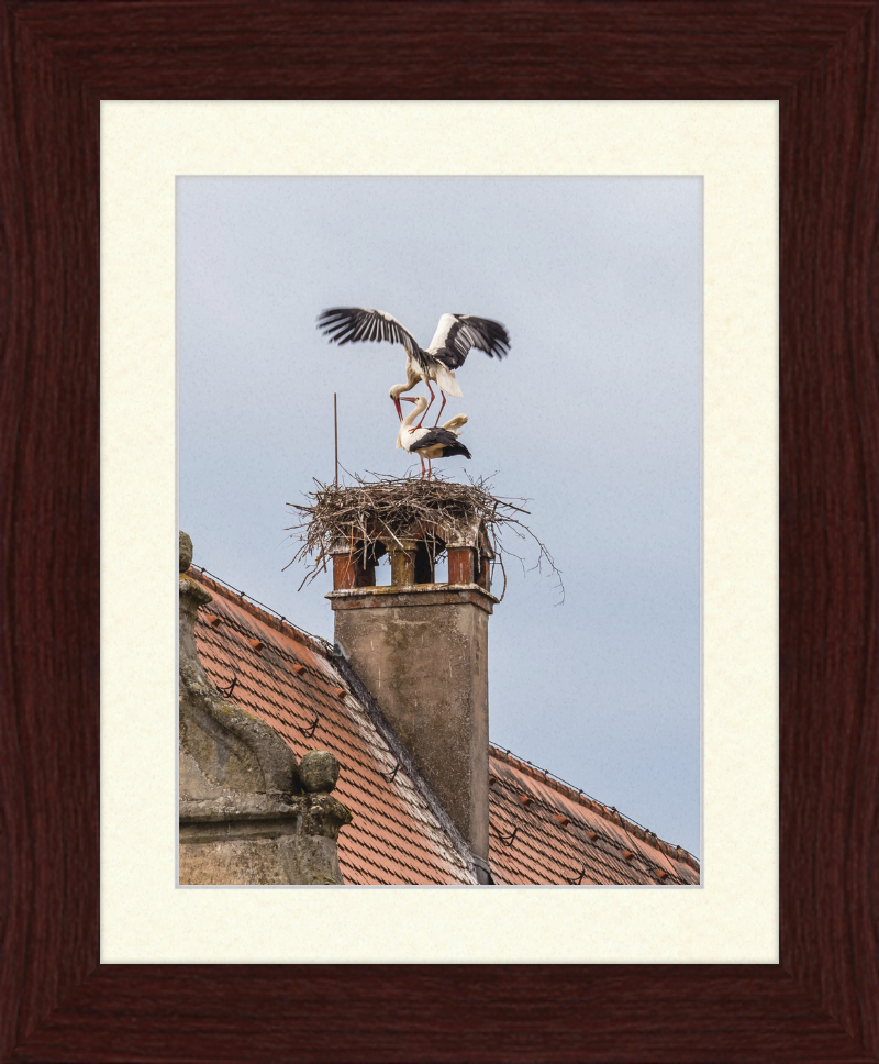 Schlüsselau Störche Nest - Great Pictures Framed
