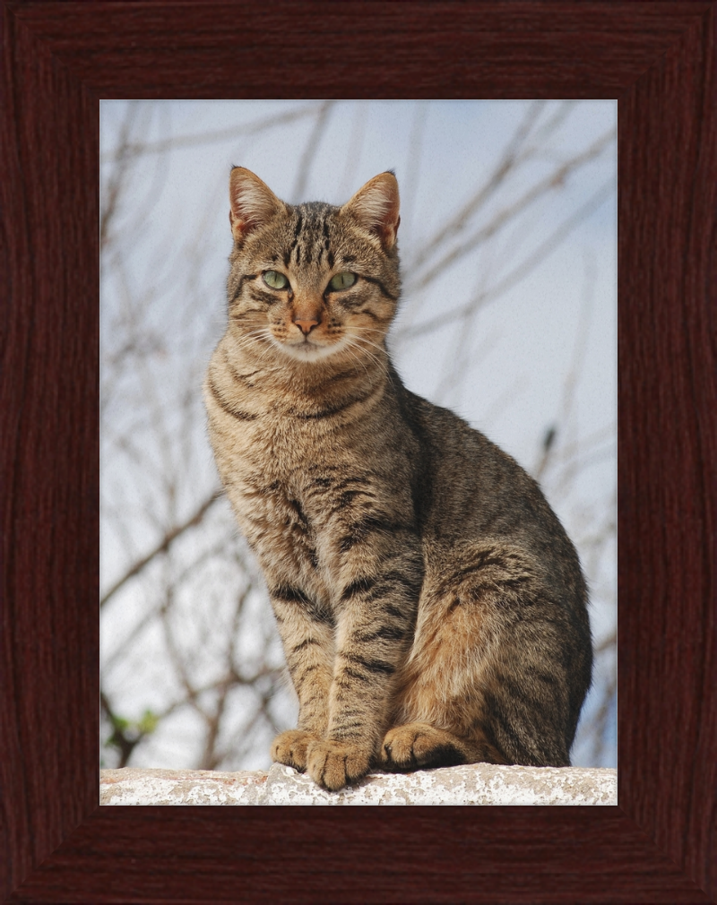 American Shorthair Mix - Great Pictures Framed
