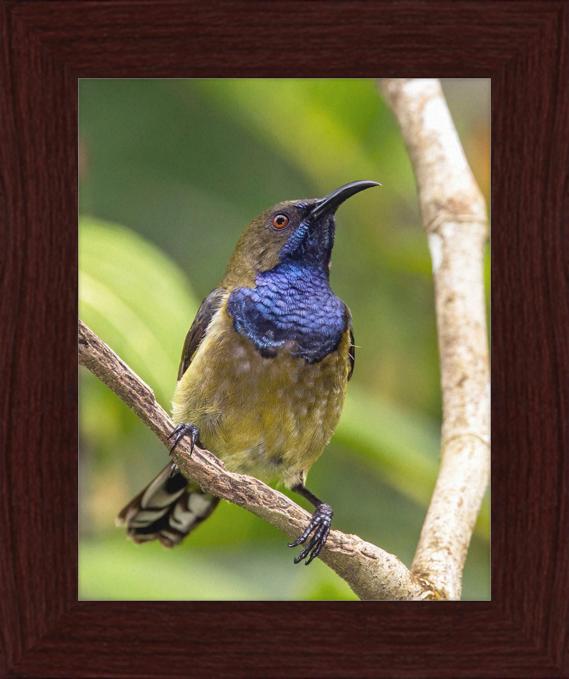 Príncipe sunbird (Anabathmis hartlaubii) male - Great Pictures Framed